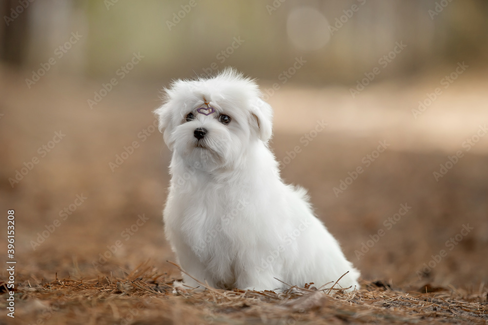 Maltese dog in the forest Maltese dog in the forest