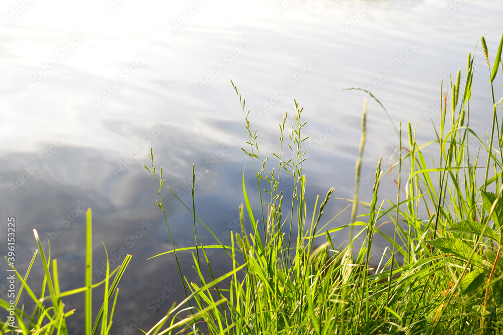 Beautiful nature background, sunset. Summer grass. Wild nature. God. Sun rays. Magical background. Beautiful nature background, sunset. Summer grass. Wild nature. God. Sun rays. Magical background.