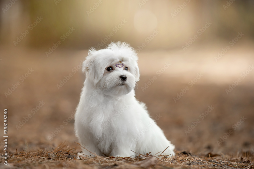 Maltese dog in the forest
