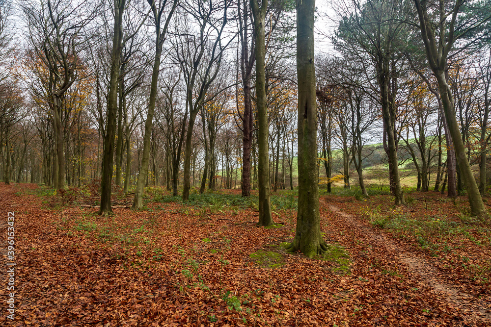 Obraz premium A View in Friston Forest in Sussex