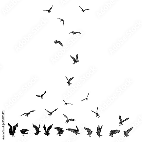 Set of black hand drawn strokes birds seagulls, flock. Drawing sketch of sea birds. On white background. Inspirational body flash tattoo ink. Vector. © desertsands