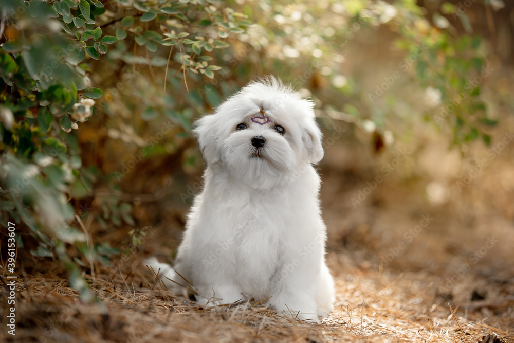 Maltese dog in the forest Maltese dog in the forest