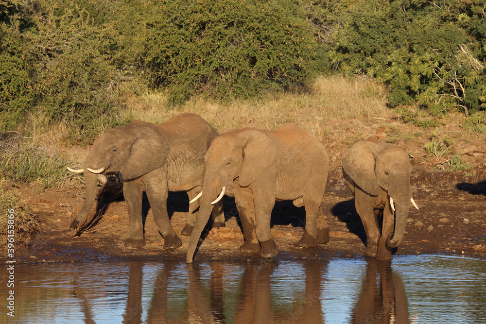 Obraz premium Afrikanischer Elefant / African elephant / Loxodonta africana