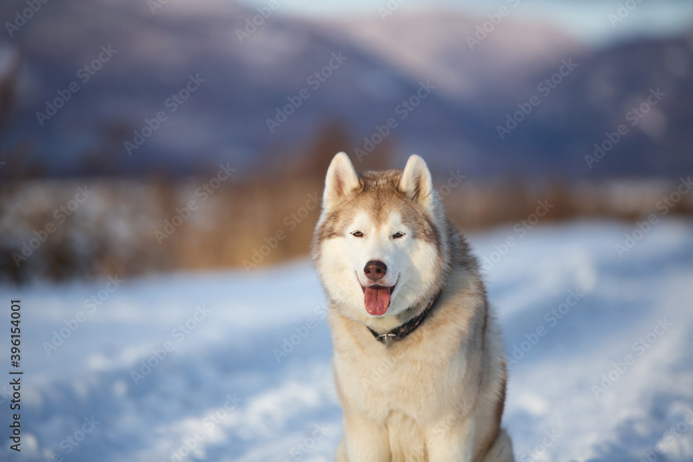 Portrait of Beautiful, free and prideful dog breed siberian husky sitting in the field in winter on mountain background