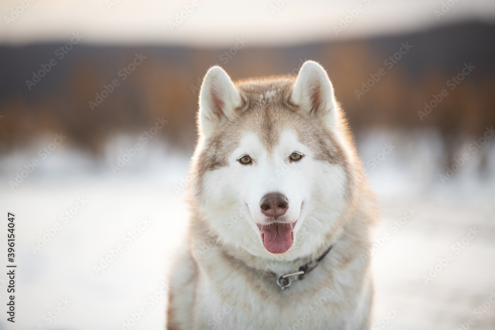 Portrait of Beautiful, free and prideful dog breed siberian husky sitting in the field in winter