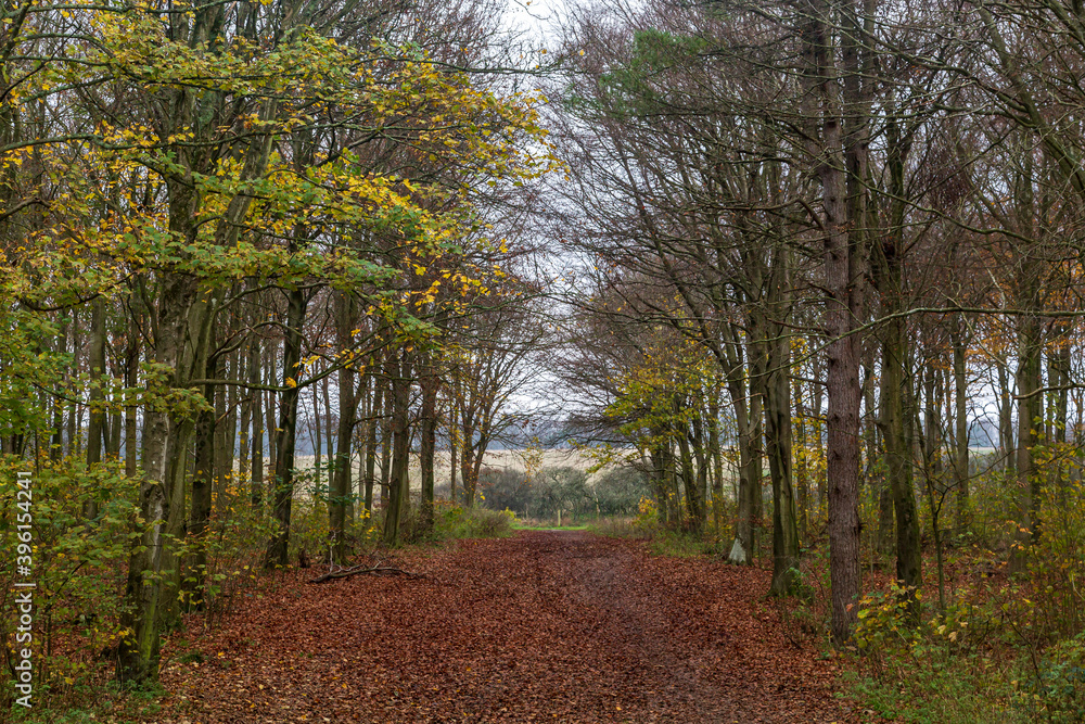 Fototapeta premium Looking along a tree lined path, in Friston Forest, Sussex