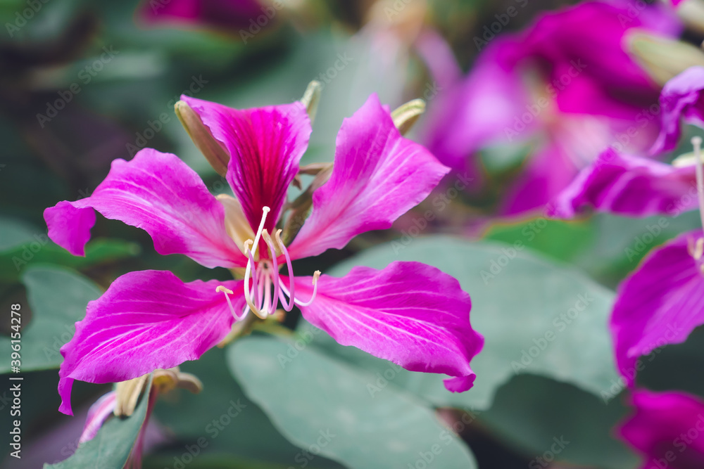 Beautiful pink flower name Purple Orchid Tree, butterfly tree, or Hawaiian orchid tree in the garden.