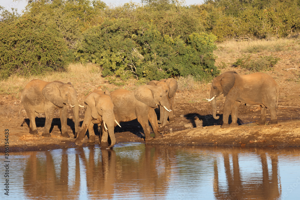 Obraz premium Afrikanischer Elefant / African elephant / Loxodonta africana