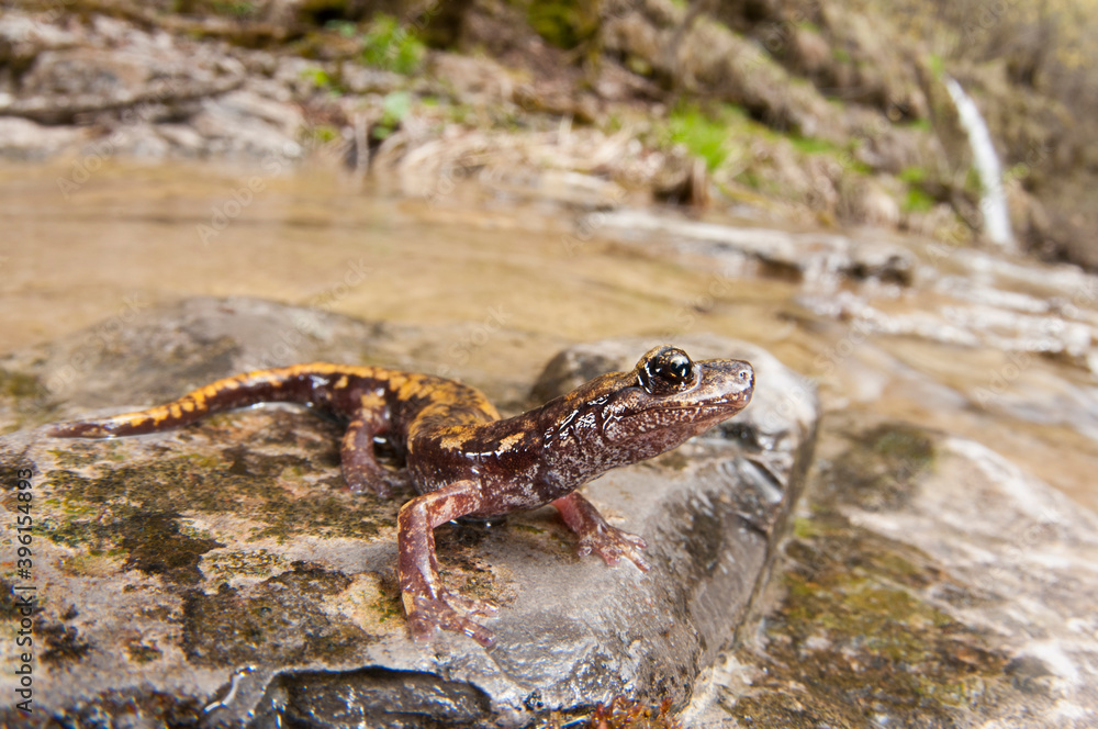Obraz premium North-west italian cave salamander (Hydromantes strinatii) in its habitat, Liguria, Italy.