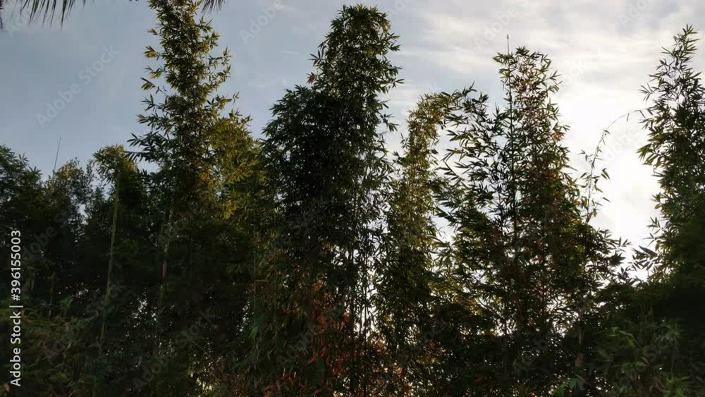 Tall trees swaying in the breeze against a cloudy blue sky in the evening in Los Angeles California Tall trees swaying in the breeze against a cloudy blue sky in the evening in Los Angeles California