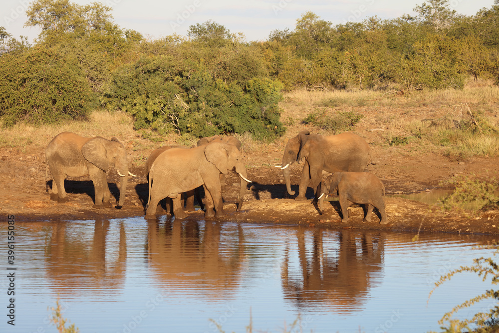 Obraz premium Afrikanischer Elefant / African elephant / Loxodonta africana.