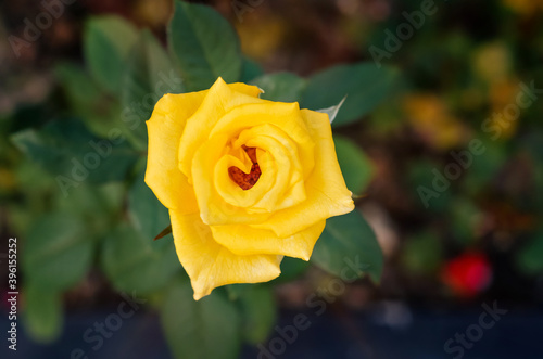 Rose flower, flower natural background