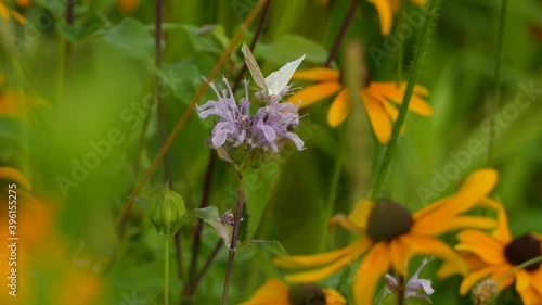 White butterfly collecting pollinating a beautiful purple flower. Static. photo