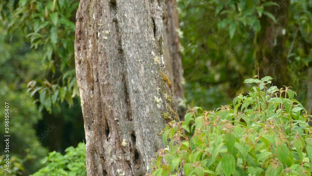 A woodpecker hard at work pecking away at a tree before climbing out of frame A woodpecker hard at work pecking away at a tree before climbing out of frame
