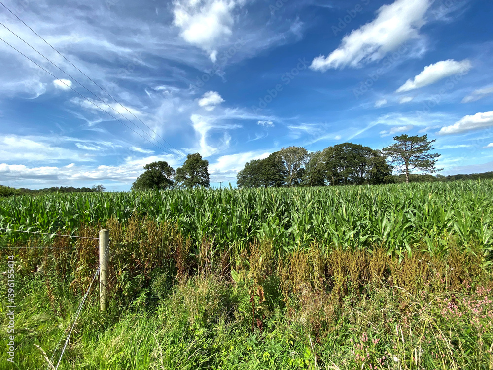 Obraz premium Fresh crops, set against a blue sky in, Bolton by Bowland, Clitheroe, UK