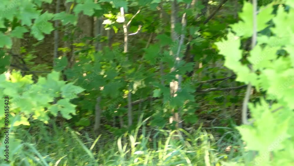 Beautiful wild turkey being followed by her babies through the forest. Static. Beautiful wild turkey being followed by her babies through the forest. Static.