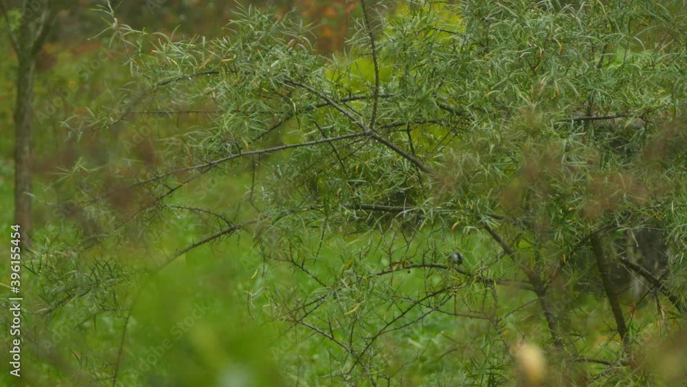 small birds jumping from branch to branch between the grass on a cloudy day. Steady shot