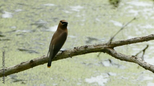 Stunning Cedar Waxwing bird perched on a branch then flying away. Static shot. photo