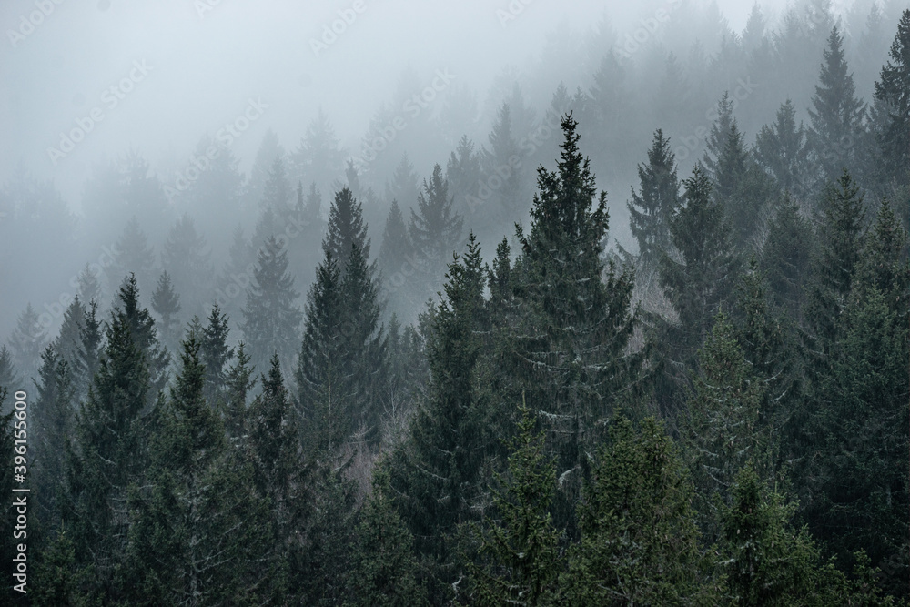 Tannen mit Nebel im Schwarzwald