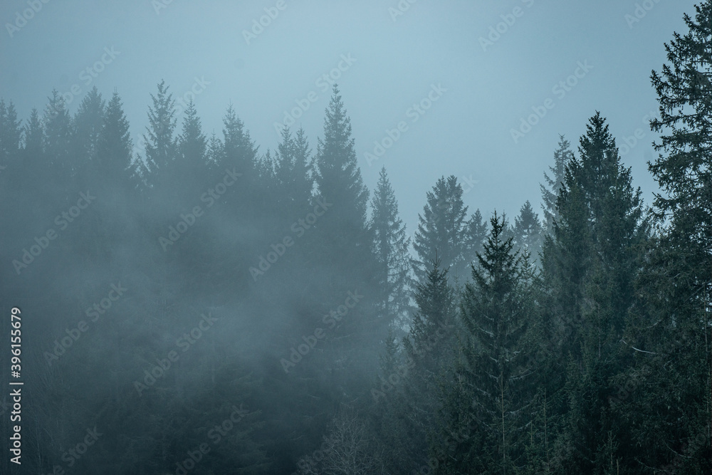 Schwarzwald Nebel düstere Stimmung 