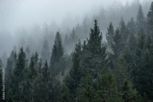 Tannen mit Nebel im Schwarzwald