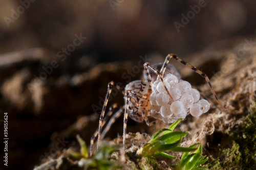 Spitting spider (Scyotode thoracica) female with eggs.