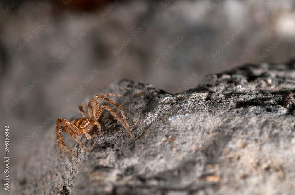 False crab spider (Philodromidae). False crab spider (Philodromidae).