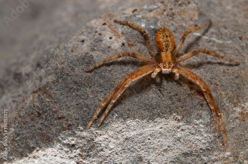 False crab spider (Philodromidae).