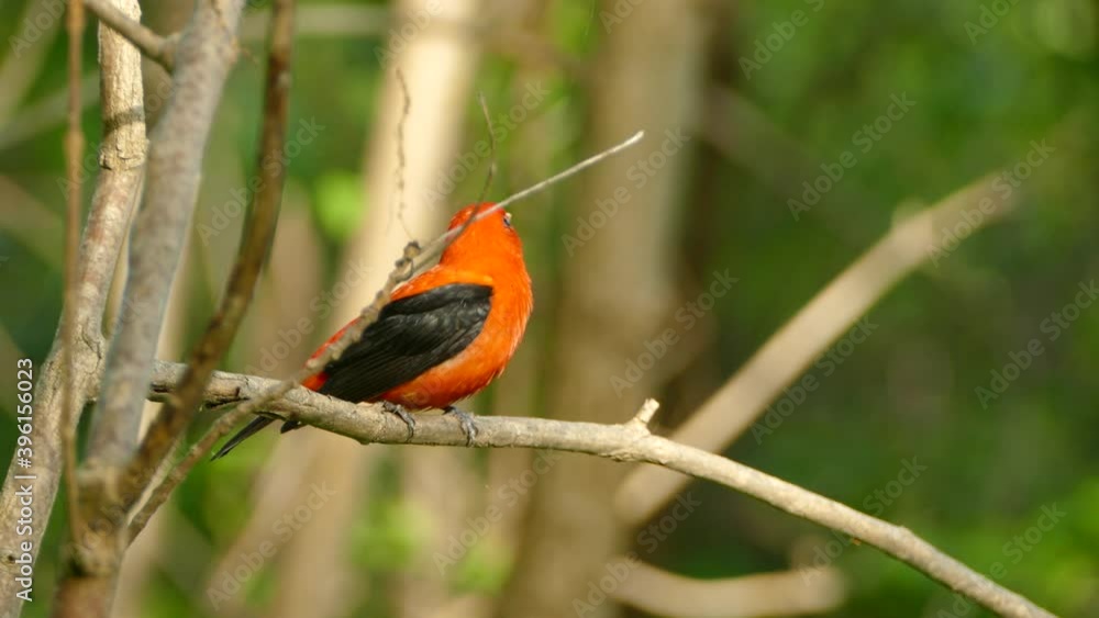 A beautiful Scarlet tananger sitting on a branch beeing watchful of it´s surroundings before flying of A beautiful Scarlet tananger sitting on a branch beeing watchful of it´s surroundings before flying of
