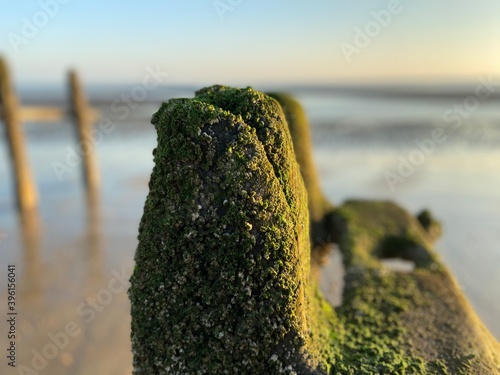 Winchelsea beach landscape view at low tide exposing flat sand with wooden sea groynes protruding from the sand close to Rye Harbour nature reserve  photo