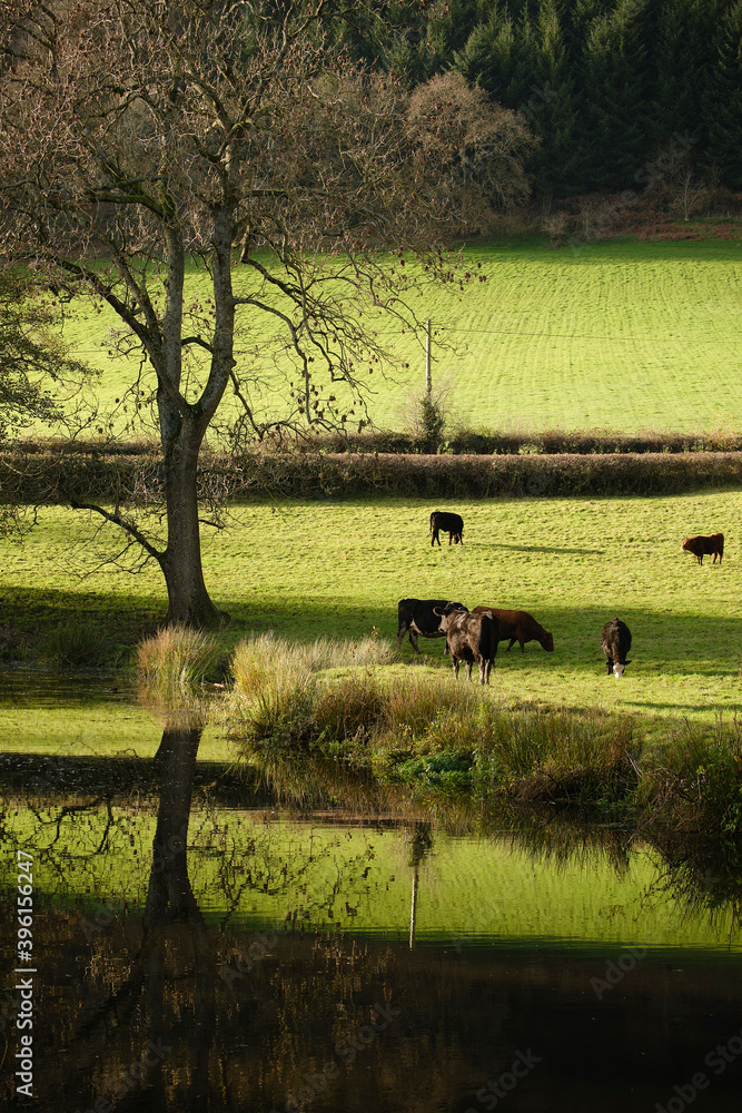 Fototapeta premium Rural landscape