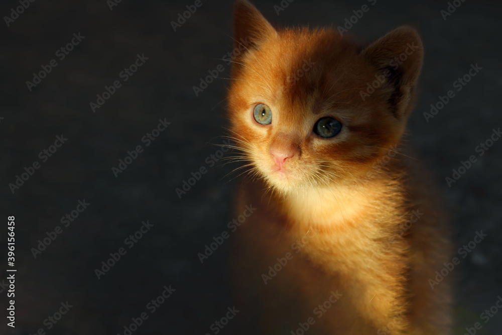 Cute stray kitten in the darkness. Pets, animals rescue concept.