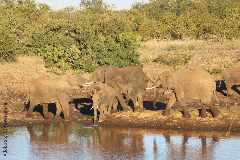 Obraz premium Afrikanischer Elefant / African elephant / Loxodonta africana.