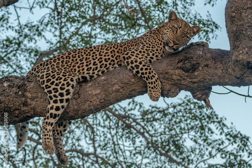 Leopard (Panthera pardus) in the Timbavati Reserve, South Africa © Mark Hunter