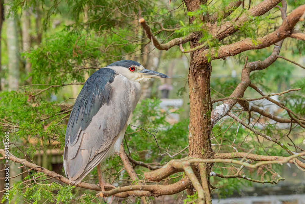 Fototapeta premium Green heron bird with red eyes perched on tree branch in nature preserve