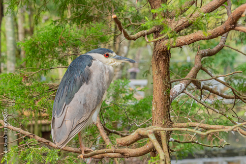 Green heron bird with red eyes perched on tree branch in nature preserve