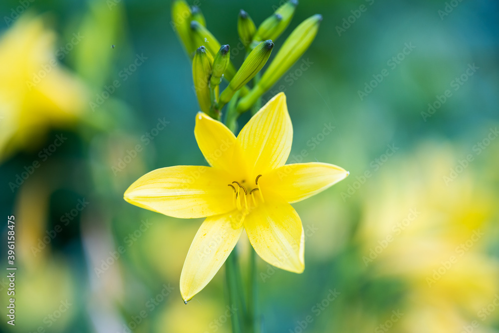 Fototapeta premium Flowers