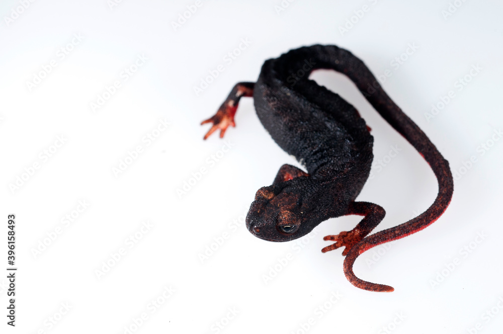 Obraz premium Northern spectacled salamander (Salamandrina perspicillata) on white background, Liguria, Italy.