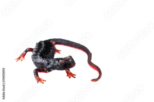 Northern spectacled salamander (Salamandrina perspicillata) on white background, Liguria, Italy.