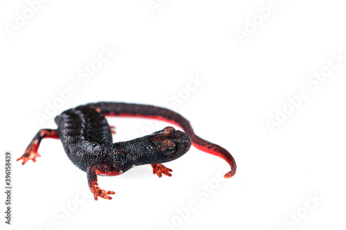 Northern spectacled salamander (Salamandrina perspicillata) on white background, Liguria, Italy.