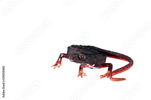 Northern spectacled salamander (Salamandrina perspicillata) on white background, Liguria, Italy.