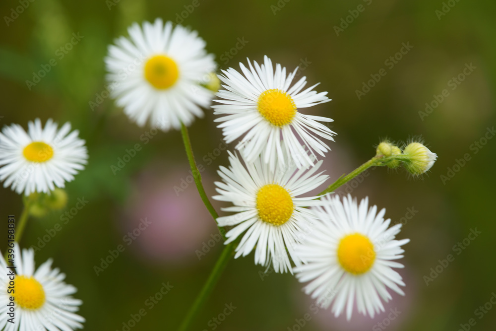 Obraz premium Flowers