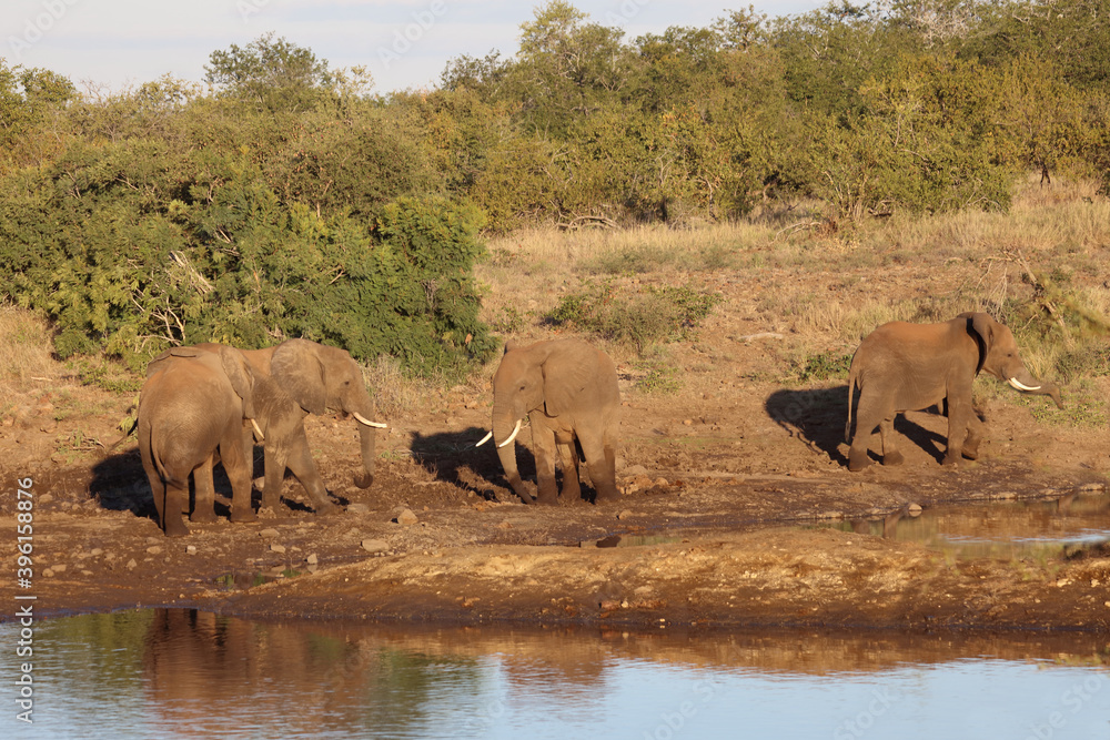 Afrikanischer Elefant / African elephant / Loxodonta africana Afrikanischer Elefant / African elephant / Loxodonta africana