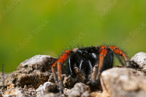 A jumping spider (Philaeus chrysops) male portrait, Liguria, Italy. photo