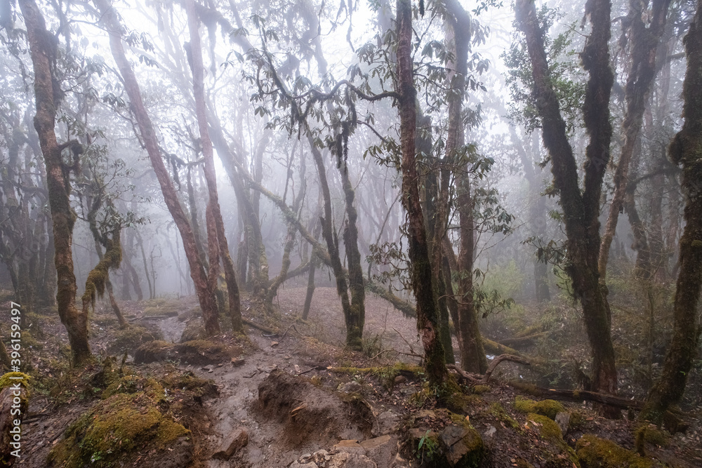 Naklejka premium Magical forest on the way to Mardi Himal, Nepal