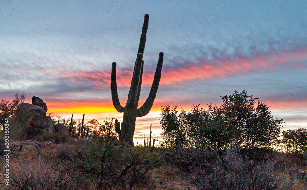 Desert Sunrise Skies With Large Saguaro Cactus