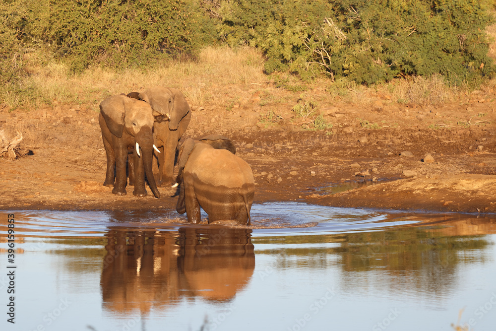 Afrikanischer Elefant / African elephant / Loxodonta africana Afrikanischer Elefant / African elephant / Loxodonta africana
