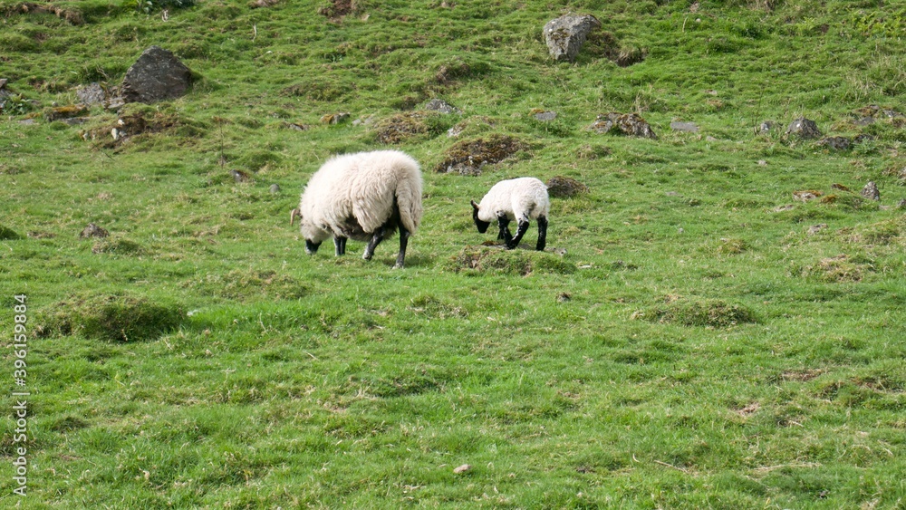 wooly sheep and its lamb with black legs on a green pasture wooly sheep and its lamb with black legs on a green pasture