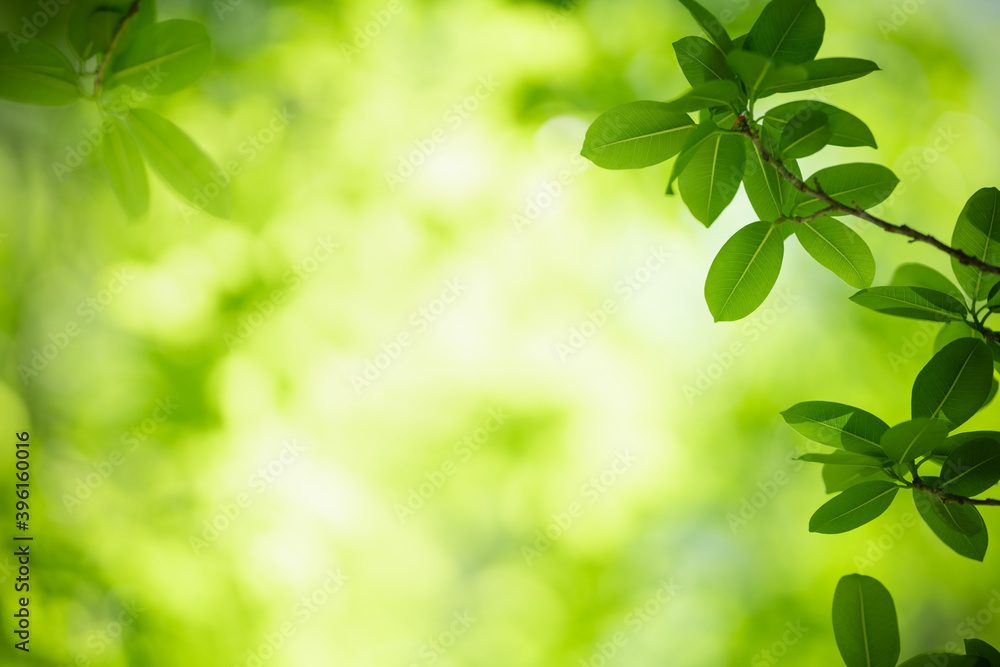 Obraz premium Beautiful nature view green leaf on blurred greenery background under sunlight with bokeh and copy space using as background natural plants landscape, ecology wallpaper concept.