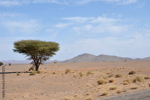 Acacia en un paisaje desierto de Timatrouine al sur de Marruecos